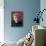 Leonard Bernstein Portrait-Alfred Eisenstaedt-Premier Image Canvas displayed on a wall