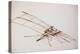 Leonardo 91 (drawing)-Ralph Steadman-Premier Image Canvas