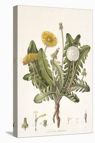 Leontoden Taraxacum from Flora Londinensis, 1777-1798-William Curtis-Premier Image Canvas