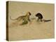 Leopard About to Kill a Terrified Baboon-John Dominis-Premier Image Canvas