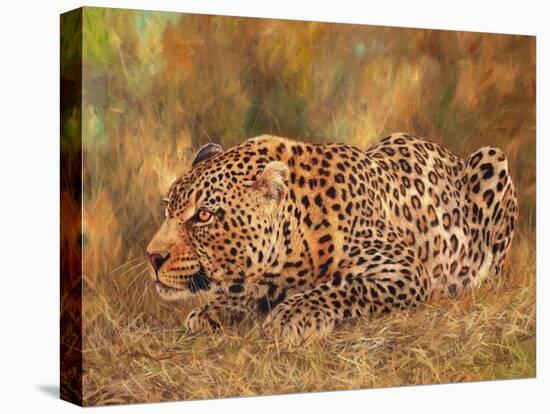 Leopard about to pounce-David Stribbling-Stretched Canvas