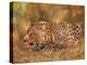 Leopard about to pounce-David Stribbling-Stretched Canvas