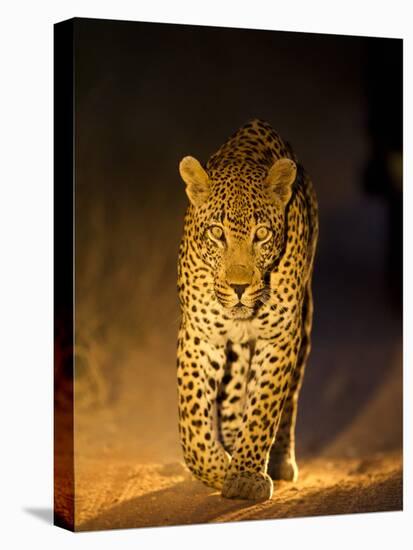 Leopard at Night, Sabi Sabi Reserve, South Africa-null-Premier Image Canvas