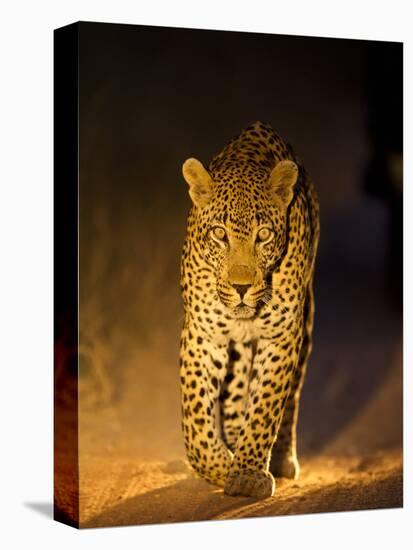 Leopard at Night, Sabi Sabi Reserve, South Africa-null-Premier Image Canvas