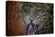 Leopard Attack-Cherie Roe Dirksen-Premier Image Canvas