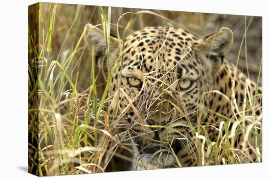 Leopard Close-Up of Face-null-Premier Image Canvas