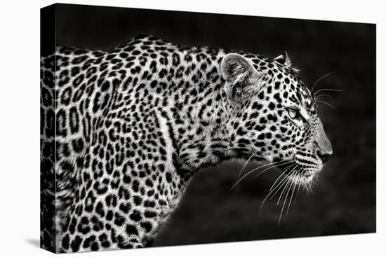 Leopard Close Up-Xavier Ortega-Premier Image Canvas