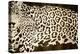 Leopard Encounter-Darren Davison-Stretched Canvas