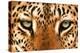 Leopard Eyes Painting-Sarah Stribbling-Stretched Canvas