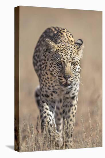 Leopard female (Panthera pardus), Kgalagadi Transfrontier Park, South Africa, Africa-Ann and Steve Toon-Premier Image Canvas