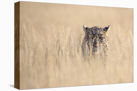 Leopard female (Panthera pardus), Kgalagadi Transfrontier Park, South Africa, Africa-Ann and Steve Toon-Premier Image Canvas