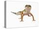 Leopard Gecko-Martin Harvey-Premier Image Canvas