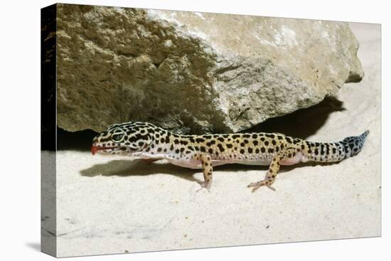 Leopard Gecko-null-Premier Image Canvas