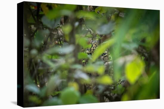 leopard hiding in dense foliage, bardia national park, nepal-karine aigner-Premier Image Canvas