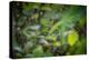 leopard hiding in dense foliage, bardia national park, nepal-karine aigner-Premier Image Canvas