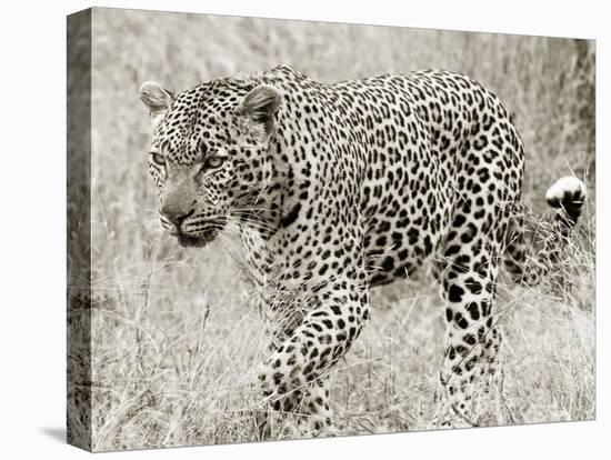 Leopard hunting-null-Stretched Canvas