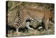 Leopard Hunting-Scott Bennion-Stretched Canvas