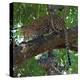 Leopard in a Tree-Scott Bennion-Stretched Canvas