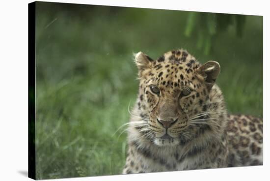 Leopard In Break-Andre Villeneuve-Stretched Canvas