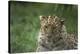 Leopard In Break-Andre Villeneuve-Stretched Canvas