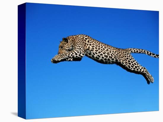 Leopard Jumping-null-Premier Image Canvas