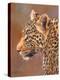 Leopard looking left-David Stribbling-Stretched Canvas