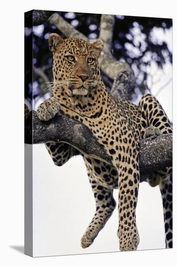 Leopard Lying in Tree-Paul Souders-Premier Image Canvas