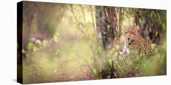 Leopard, Masai Mara, Kenya, East Africa, Africa-Karen Deakin-Premier Image Canvas