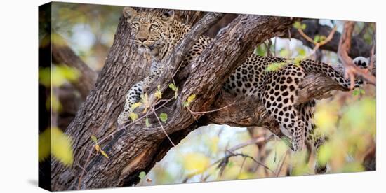 Leopard, Okavango Delta, Botswana, Africa-Karen Deakin-Premier Image Canvas