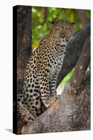 Leopard, Okavango Delta, Botswana-Art Wolfe-Premier Image Canvas