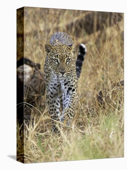 Leopard (Panthera Pardus) Approaching, Samburu Game Reserve, Kenya, East Africa, Africa-James Hager-Premier Image Canvas