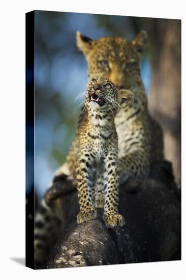 Leopard (Panthera Pardus) Cub Looking Up at Birds (Out of Frame) with Mother in Background-Wim van den Heever-Premier Image Canvas