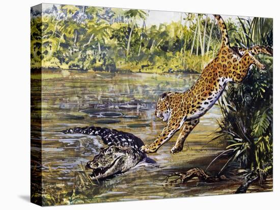 Leopard (Panthera Pardus), Felidae, Assaulting Black Caiman (Melanosuchus Niger), Alligatoridae-null-Premier Image Canvas