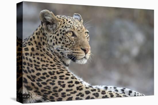 Leopard (Panthera pardus) female, Chobe National Park, Botswana-Ann and Steve Toon-Premier Image Canvas