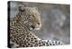 Leopard (Panthera pardus) female, Chobe National Park, Botswana-Ann and Steve Toon-Premier Image Canvas