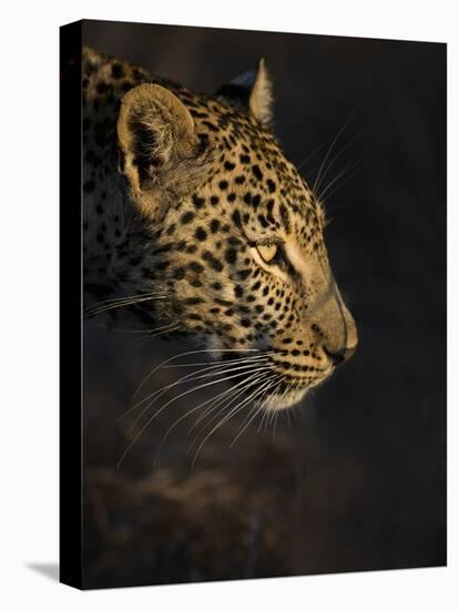 Leopard (Panthera Pardus) Female Head Profile In Early Morning Sunlight-Wim van den Heever-Premier Image Canvas