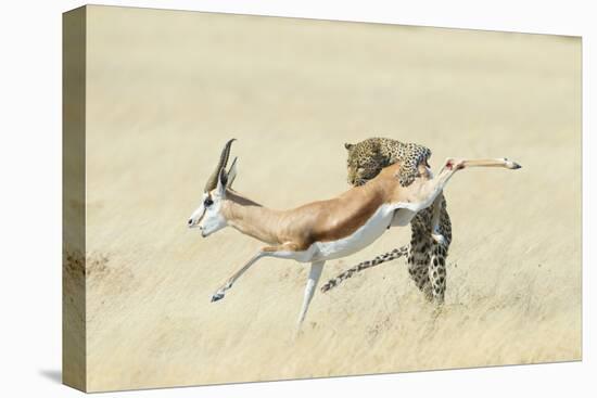 Leopard (Panthera Pardus) Hunting Springbok (Antidorcas Marsupialis) Etosha-Wim van den Heever-Premier Image Canvas