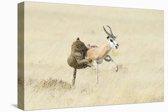 Leopard (Panthera Pardus) Hunting Springbok (Antidorcas Marsupialis) Etosha-Wim van den Heever-Premier Image Canvas