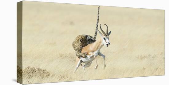 Leopard (Panthera Pardus) Hunting Springbok (Antidorcas Marsupialis) Etosha-Wim van den Heever-Premier Image Canvas