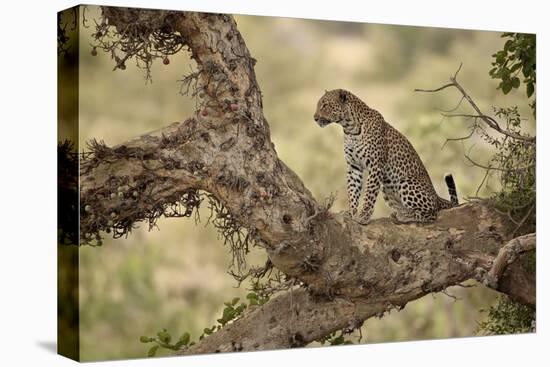 Leopard (Panthera Pardus) in a Fig Tree, Kruger National Park, South Africa, Africa-James Hager-Premier Image Canvas