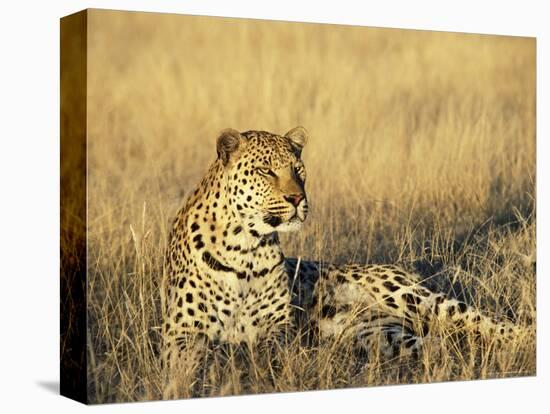 Leopard, Panthera Pardus, in Captivity, Namibia, Africa-Ann & Steve Toon-Premier Image Canvas