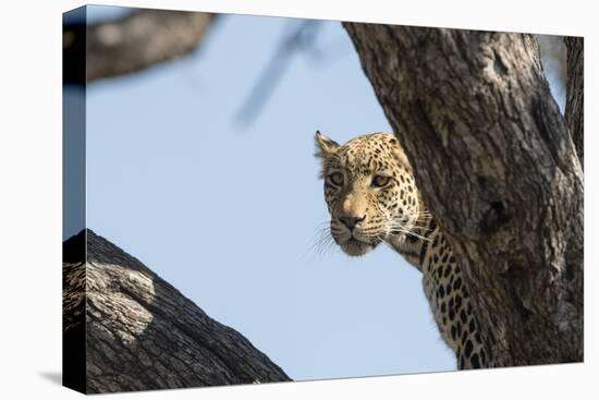 Leopard (Panthera pardus), Khwai Conservation Area, Okavango Delta, Botswana, Africa-Sergio Pitamitz-Premier Image Canvas