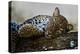 Leopard (Panthera Pardus) Lying on a Tree, Ndutu, Ngorongoro Conservation Area, Tanzania-null-Stretched Canvas