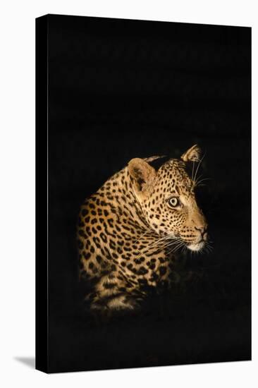 Leopard (Panthera Pardus), Madikwe Game Reserve, South Africa, Africa-Ann and Steve Toon-Premier Image Canvas