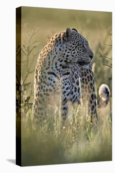 Leopard (Panthera pardus), male, Kgalagadi Transfrontier Park, South Africa, Africa-James Hager-Premier Image Canvas