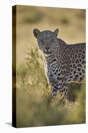 Leopard (Panthera pardus), male, Kgalagadi Transfrontier Park, South Africa, Africa-James Hager-Premier Image Canvas