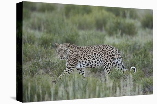 Leopard (Panthera pardus), male, Kgalagadi Transfrontier Park, South Africa, Africa-James Hager-Premier Image Canvas