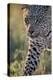 Leopard (Panthera pardus), male, Kgalagadi Transfrontier Park, South Africa, Africa-James Hager-Premier Image Canvas