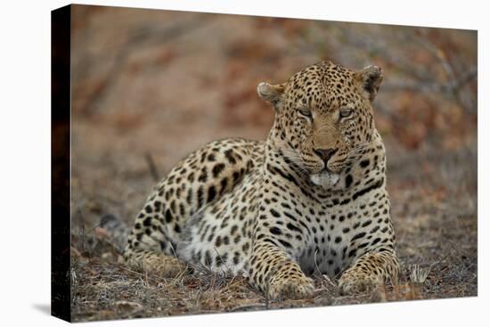 Leopard (Panthera pardus), male, Kruger National Park, South Africa, Africa-James Hager-Premier Image Canvas