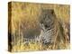 Leopard (Panthera Pardus), Masai Mara National Reserve, Kenya, East Africa, Africa-James Hager-Premier Image Canvas